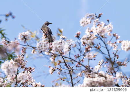 桜咲く春日和と野鳥(ヒヨドリ)　奥球磨県立自然公園・市房ダム周辺の野鳥　(熊本県球磨郡水上村湯山) 123859606