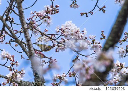 桜咲く春日和と野鳥(メジロ)風景　奥球磨県立自然公園・市房ダム周辺の野鳥　(熊本県球磨郡水上村湯山) 123859608