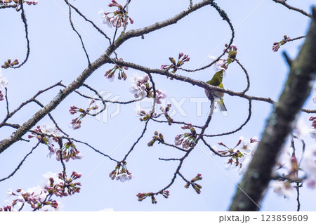 桜咲く春日和と野鳥(メジロ)風景　奥球磨県立自然公園・市房ダム周辺の野鳥　(熊本県球磨郡水上村湯山) 123859609
