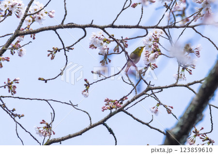 桜咲く春日和と野鳥(メジロ)風景　奥球磨県立自然公園・市房ダム周辺の野鳥　(熊本県球磨郡水上村湯山) 123859610