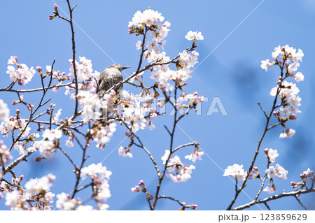 桜咲く春日和と野鳥(ヒヨドリ) 奥球磨県立自然公園・市房ダム周辺の野鳥 (熊本県球磨郡水上村湯山) 桜咲く春日和と野鳥(ヒヨドリ) 奥球磨県立自然公園・市房ダム周辺の野鳥 (熊本県球磨郡水上村湯山) 123859629