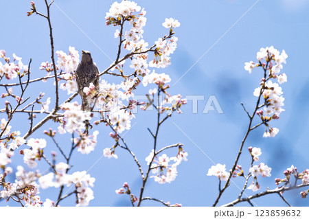 桜咲く春日和と野鳥(ヒヨドリ)　奥球磨県立自然公園・市房ダム周辺の野鳥　(熊本県球磨郡水上村湯山) 123859632
