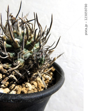 ツルビニカルプス 昇竜丸 刺座から子 ツルビニカルプス 昇竜丸 刺座から子 123859780