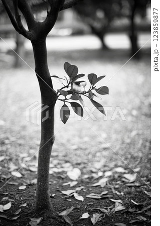 A tree branch with leaves 123859877
