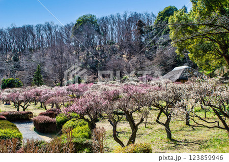 東京都町田市　薬師池公園　梅園　都指定名勝　 123859946
