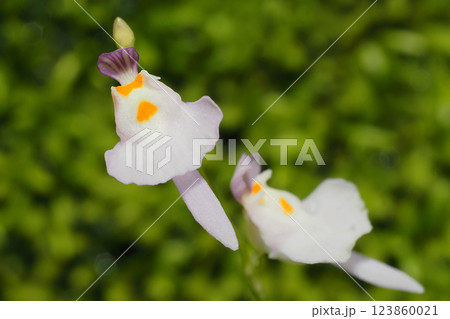 クリオネミミカキグサの花 123860021