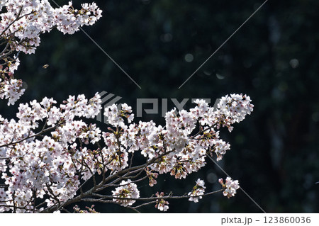 桜の花が咲く季節に映える観光スポット「市房ダム・水輝橋・汗の原　親水公園」(熊本県球磨郡水上村湯山) 123860036