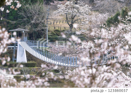 桜の花が咲く季節に映える観光スポット「市房ダム・水輝橋・汗の原 親水公園」(熊本県球磨郡水上村湯山) 桜の花が咲く季節に映える観光スポット「市房ダム・水輝橋・汗の原 親水公園」(熊本県球磨郡水上村湯山) 123860037