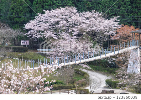 桜の花が咲く季節に映える観光スポット「市房ダム・水輝橋・汗の原　親水公園」(熊本県球磨郡水上村湯山) 123860039
