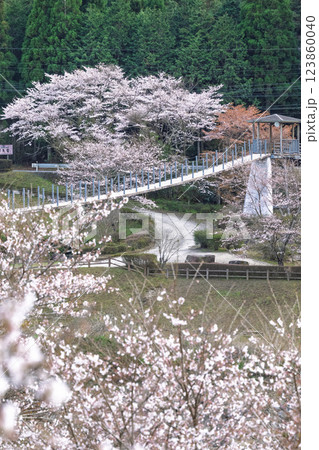 桜の花が咲く季節に映える観光スポット「市房ダム・水輝橋・汗の原　親水公園」(熊本県球磨郡水上村湯山) 123860040