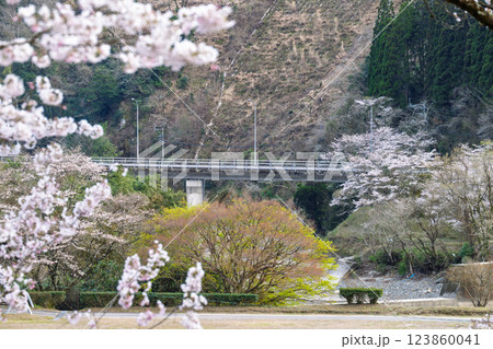 桜の花が咲く季節に映える観光スポット「市房ダム・水輝橋・汗の原 親水公園」(熊本県球磨郡水上村湯山) 桜の花が咲く季節に映える観光スポット「市房ダム・水輝橋・汗の原 親水公園」(熊本県球磨郡水上村湯山) 123860041