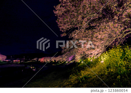 ライトアップされた夜桜 ライトアップされた夜桜 123860054