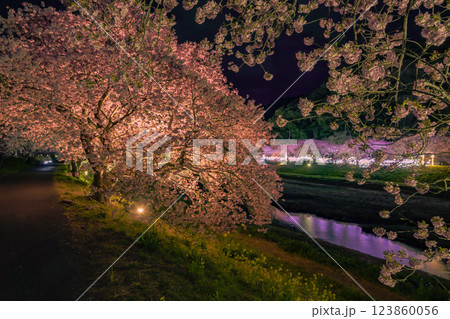ライトアップされた夜桜 ライトアップされた夜桜 123860056