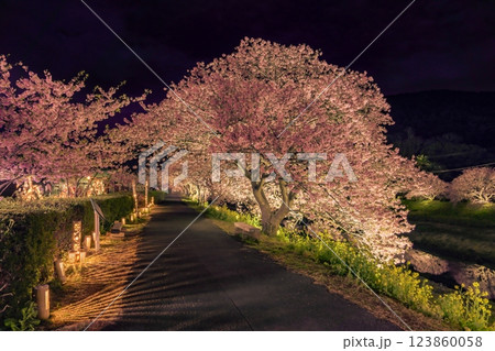 青野川の夜桜ライトアップ 青野川の夜桜ライトアップ 123860058