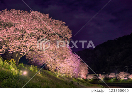 青野川沿いのライトアップされた桜 123860060