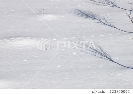 北海道の冬 雪原に写る木の影 白白スペース多め 北海道の冬 雪原に写る木の影 白白スペース多め 123860096
