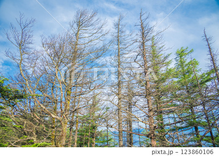 立ち枯れした木々【鉢伏高原スカイライン】 123860106