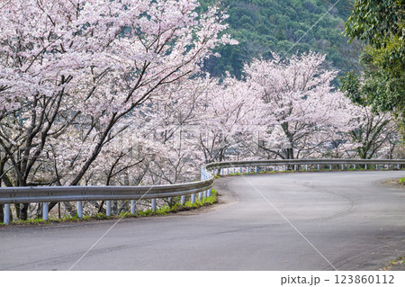 桜の花が咲く季節に映える観光スポット「市房ダム・水輝橋・汗の原 親水公園」(熊本県球磨郡水上村湯山) 桜の花が咲く季節に映える観光スポット「市房ダム・水輝橋・汗の原 親水公園」(熊本県球磨郡水上村湯山) 123860112