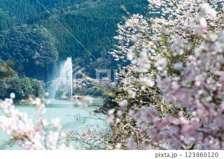桜の花が咲く季節に映える観光スポット「市房ダム・水輝橋・汗の原　親水公園」(熊本県球磨郡水上村湯山) 123860120