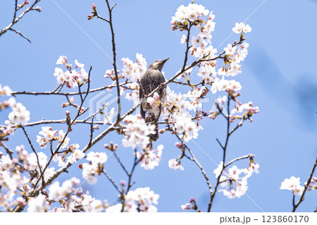 桜咲く春日和と野鳥(ヒヨドリ) 奥球磨県立自然公園・市房ダム周辺の野鳥 (熊本県球磨郡水上村湯山) 桜咲く春日和と野鳥(ヒヨドリ) 奥球磨県立自然公園・市房ダム周辺の野鳥 (熊本県球磨郡水上村湯山) 123860170
