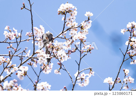 桜咲く春日和と野鳥(ヒヨドリ)　奥球磨県立自然公園・市房ダム周辺の野鳥　(熊本県球磨郡水上村湯山) 123860171