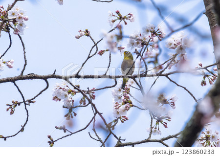 桜咲く春日和と野鳥(メジロ)風景　奥球磨県立自然公園・市房ダム周辺の野鳥　(熊本県球磨郡水上村湯山) 123860238
