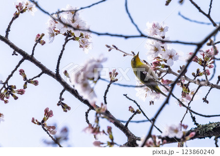 桜咲く春日和と野鳥(メジロ)風景 奥球磨県立自然公園・市房ダム周辺の野鳥 (熊本県球磨郡水上村湯山) 桜咲く春日和と野鳥(メジロ)風景 奥球磨県立自然公園・市房ダム周辺の野鳥 (熊本県球磨郡水上村湯山) 123860240