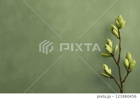 Unopened magnolia buds on green branch Unopened magnolia buds on green branch 123860456