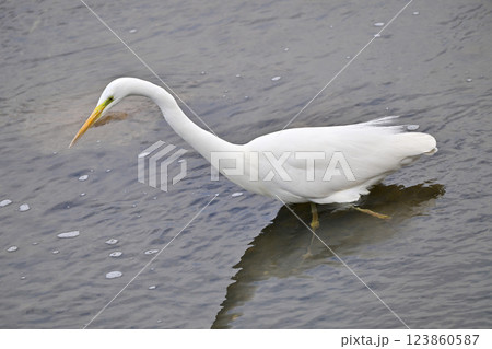 シラサギ(Egret) 123860587