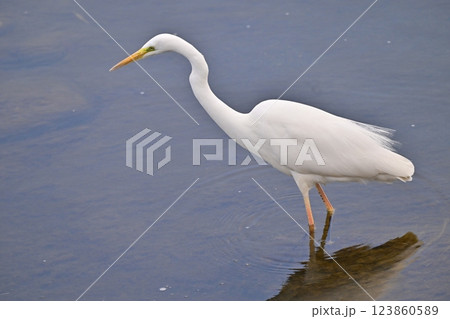 シラサギ(Egret) 123860589