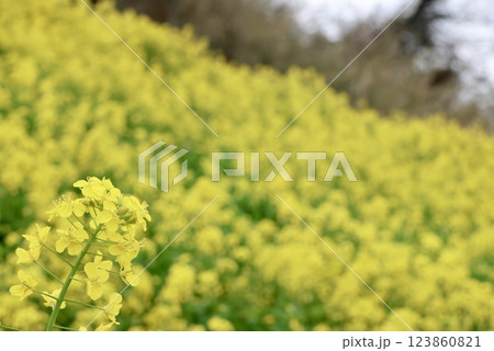 菜の花畑 菜の花畑 123860821