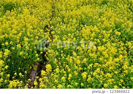 菜の花畑 123860822