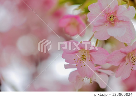 「春」さくら 123860824