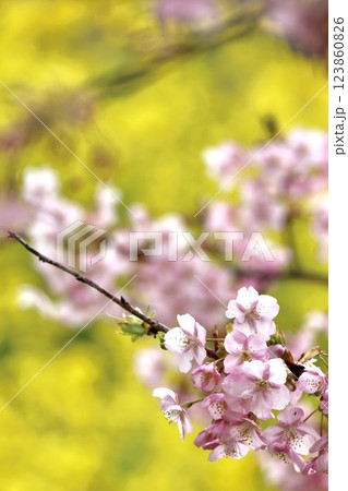 菜の花畑にある桜 123860826