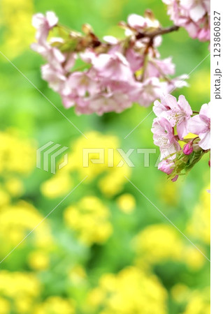 菜の花畑にある桜 菜の花畑にある桜 123860827