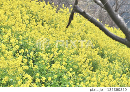 「愛媛県伊予市」菜の花のじゅうたん 123860830