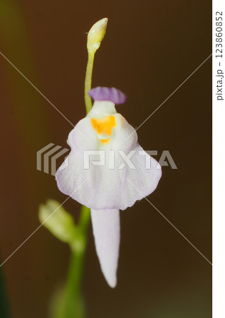 クリオネミミカキグサの花 クリオネミミカキグサの花 123860852