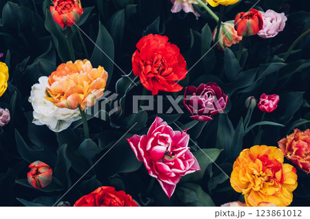 Colorful tulips. 123861012