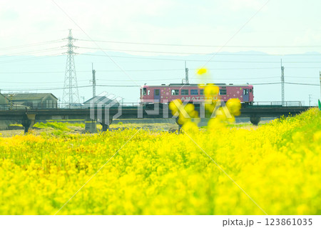 菜の花が咲き乱れる甘木鉄道 菜の花が咲き乱れる甘木鉄道 123861035