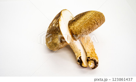 しいたけ　キノコ　マクロ撮影 123861437