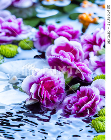 1月の季節の花に彩られた美しい花手水 123861480