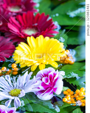 1月の季節の花に彩られた美しい花手水 123861481