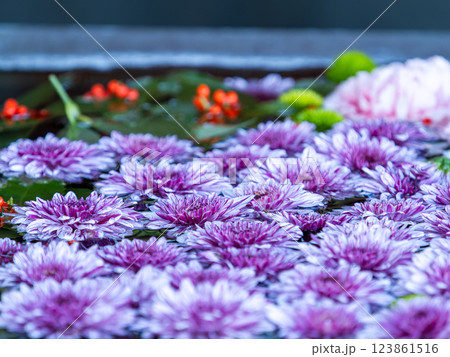 1月の季節の花に彩られた美しい花手水 1月の季節の花に彩られた美しい花手水 123861516