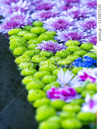 1月の季節の花に彩られた美しい花手水 123861520