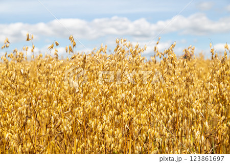 Golden ears of oat on the field. 123861697