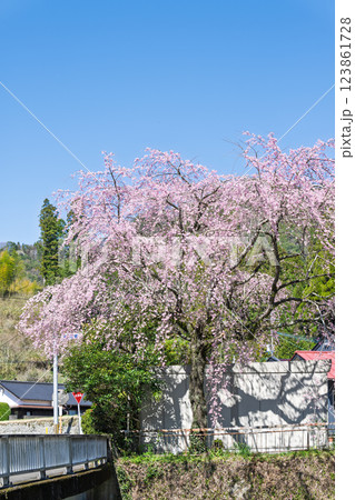 春の光芒を浴びている龍泉寺周辺の枝垂れ桜と国道三百二十五号線周辺風景(宮崎県西臼杵郡高千穂町上野) 123861728
