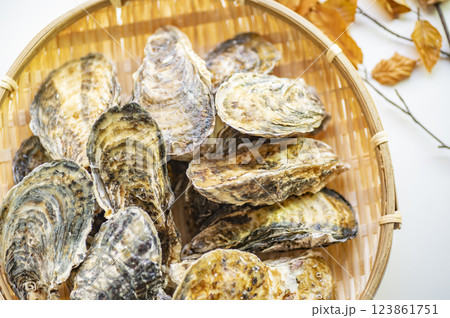 冬が旬真牡蠣 123861751