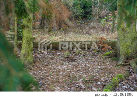 A peaceful forest scene with moss-covered fallen tree trunk and a blanket of fallen leaves. 123861896