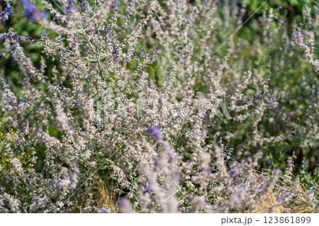 Close-up of lavender-like wildflowers with soft focus and faded texture under bright natural light. 123861899