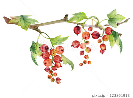 Currant gooseberry with green leaves, hand drawn in watercolor, garden berry hanging on branches in group clusters. Isolated illustration for craft eco cosmetics, aroma candles, jam jar food labels 123861918